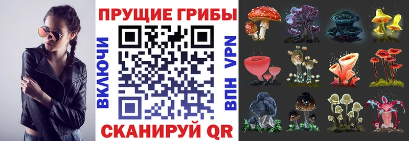 Псилоцибиновые грибы MAGIC MUSHROOMS  купить  цена  мега ONION  Багратионовск 